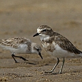 Double-banded Plover (Right) at Machans Beach<br />Canon EOS 7D + EF300 F2.8L III + EF1.4xII Double-banded Plover (Right) at Machans Beach<br />Canon EOS 7D + EF300 F2.8L III + EF1.4xII